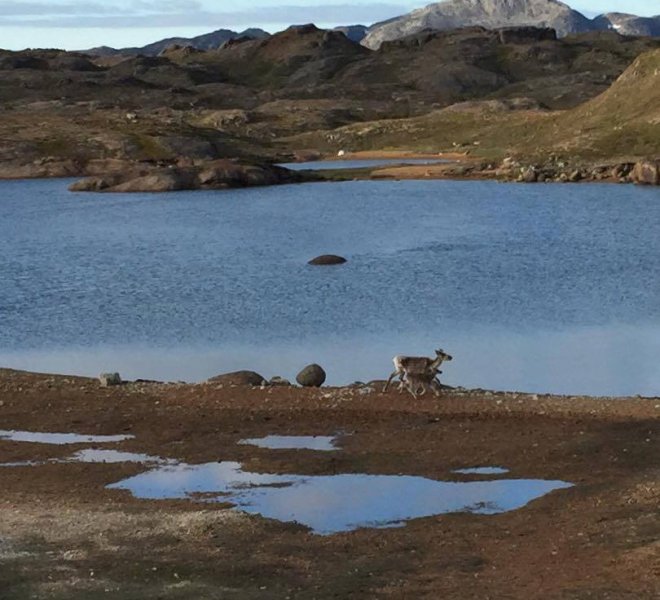 Reindeer1
