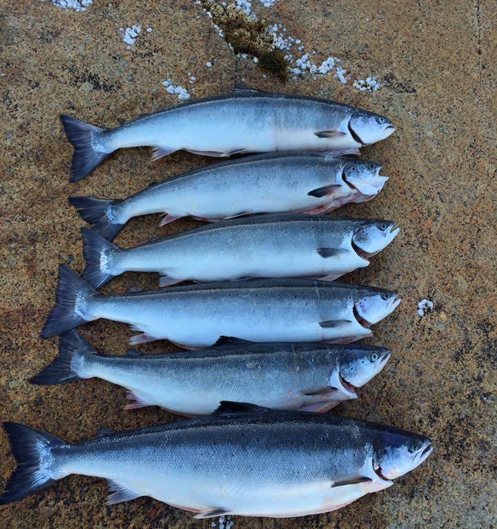 Salmon Fishing